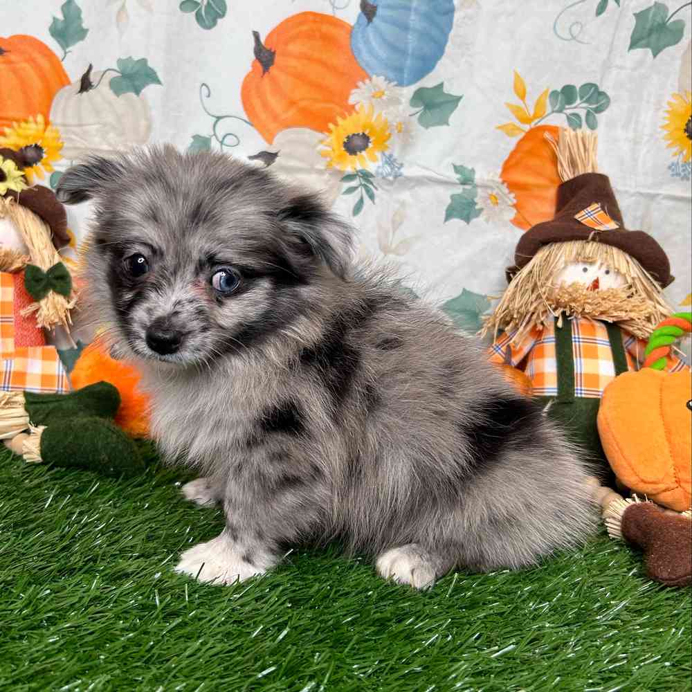 PomChi image