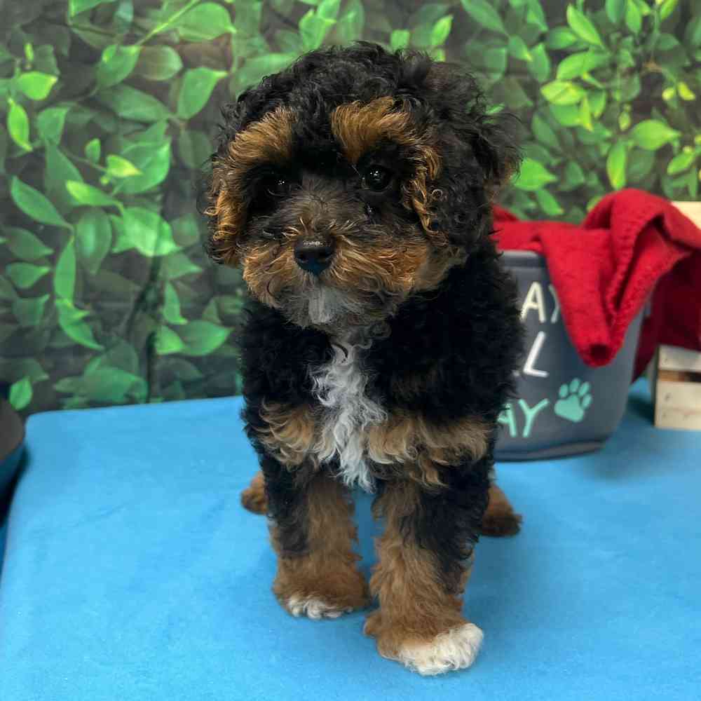 toy Poodle image
