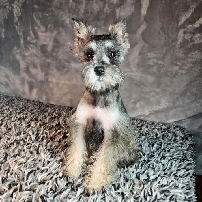 Schnauzer image