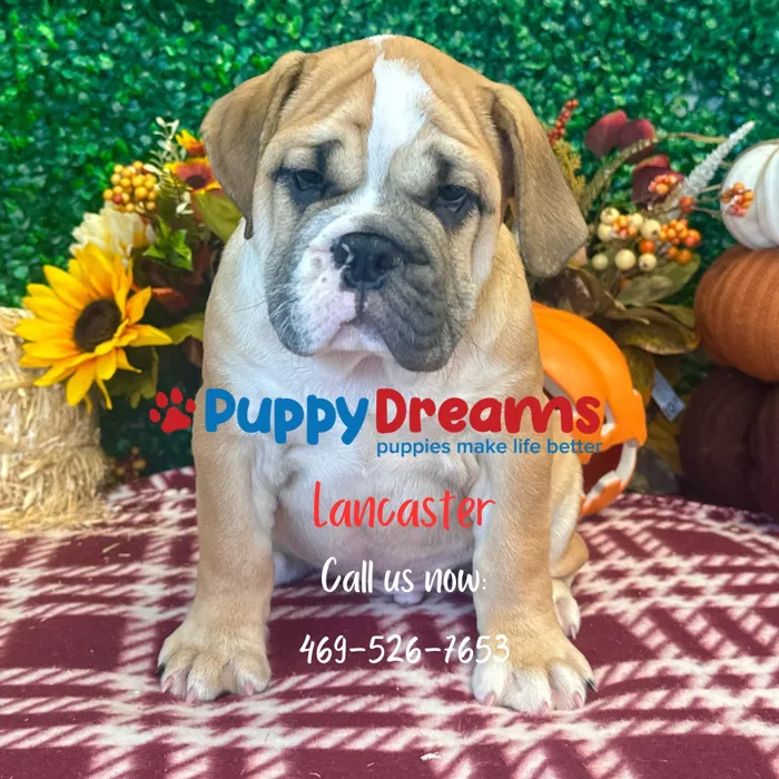 Mini Bulldog image