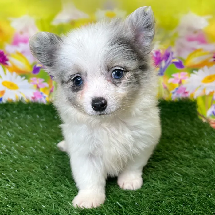 PomChi image
