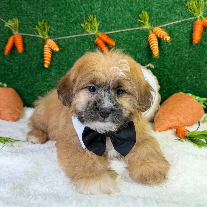 Pomeranian-Shih Tzu image