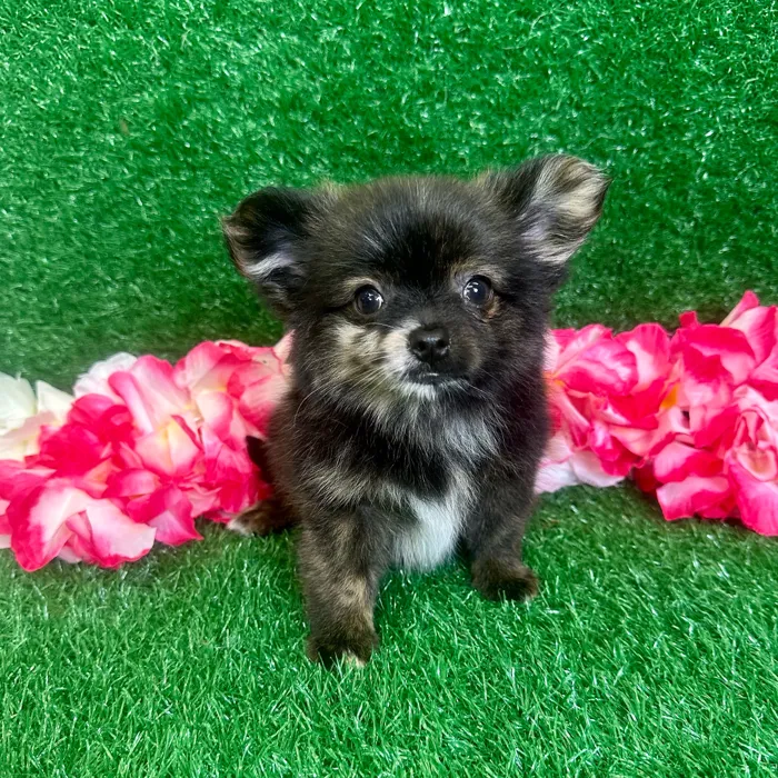 PomChi image