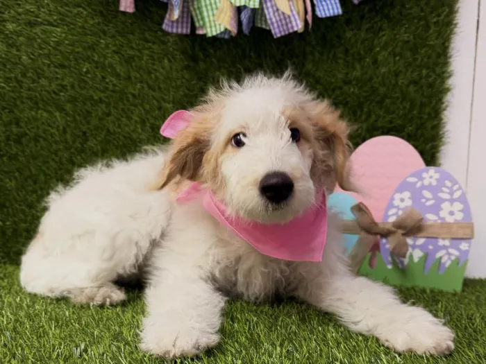 Female 2nd Gen Mini Goldendoodle Puppy for Sale in , image