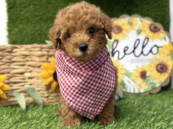 Male Poodle Toy Puppy for Sale in ,