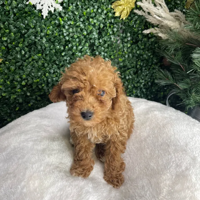 toy Poodle image