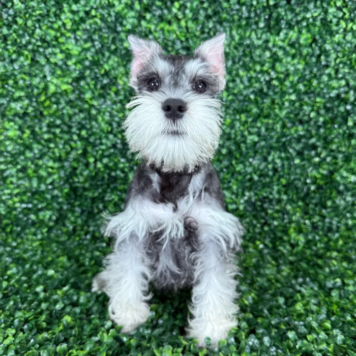 Schnauzer image