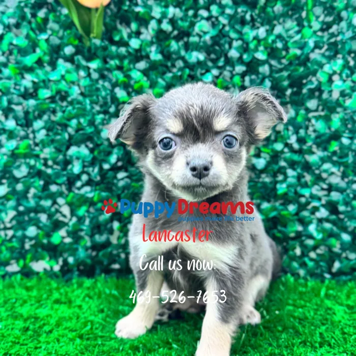 Apple Head Chihuahua image