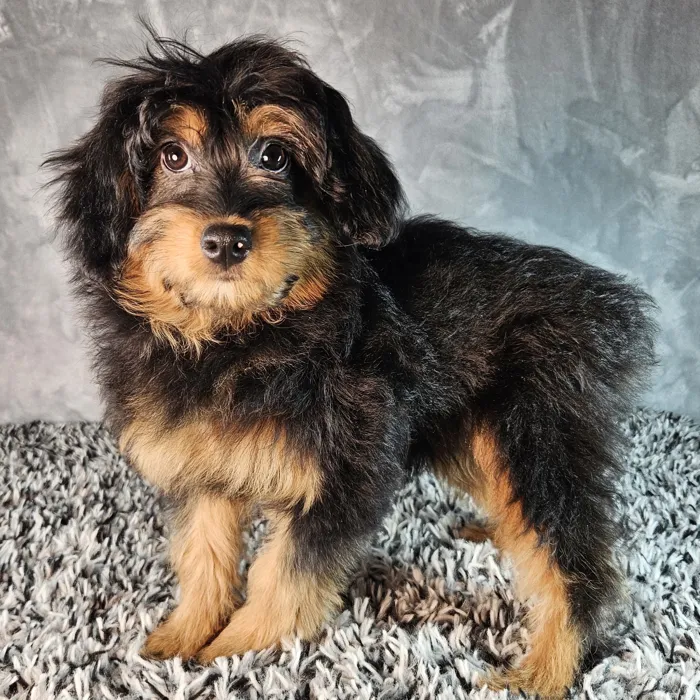 Mini Aussiedoodle image