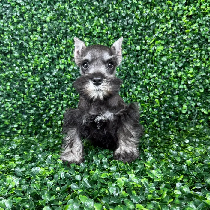 Schnauzer image
