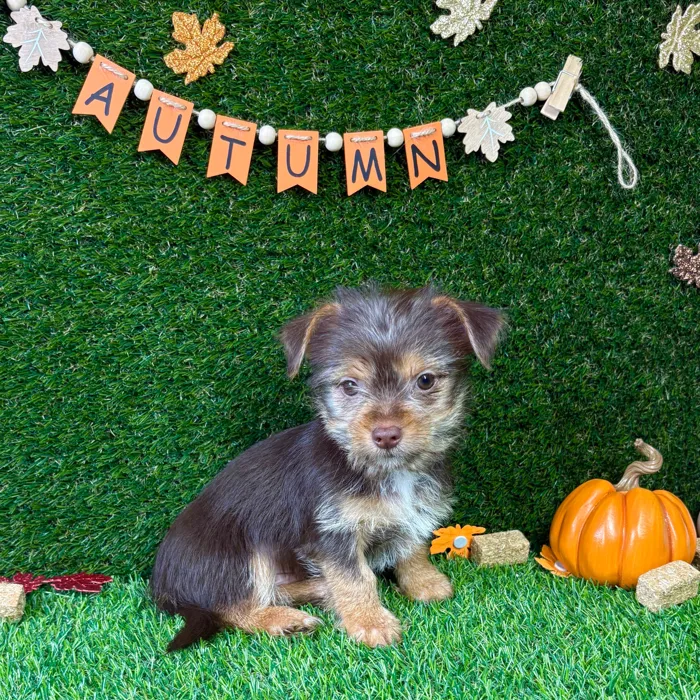 Chorkie image