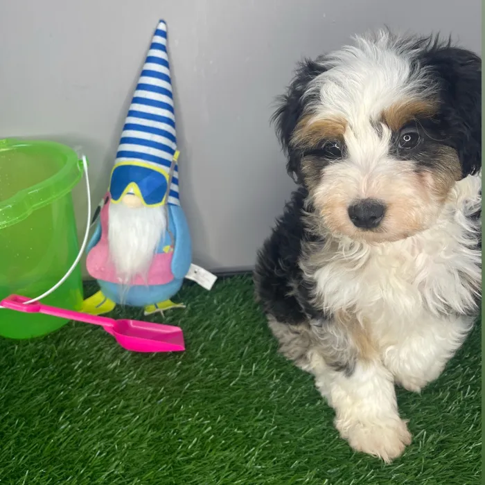 Mini Aussiedoodle image