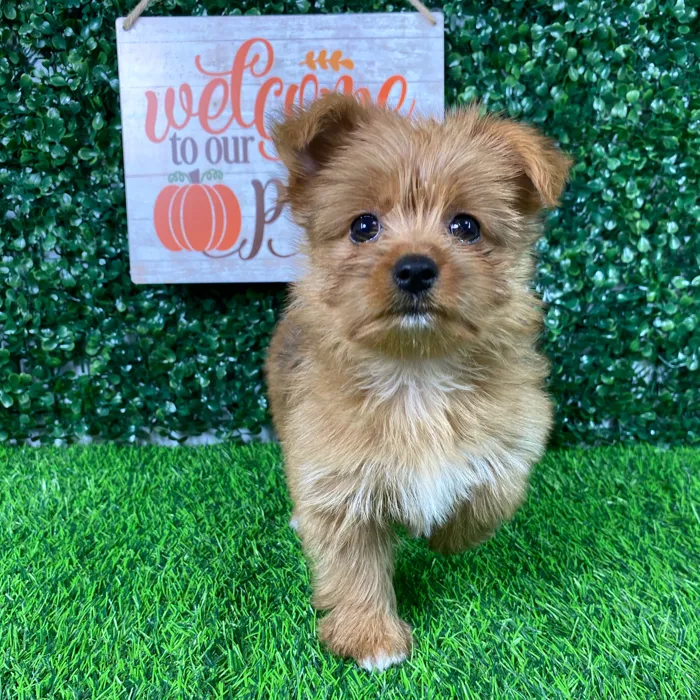 Yorkie-Pom image