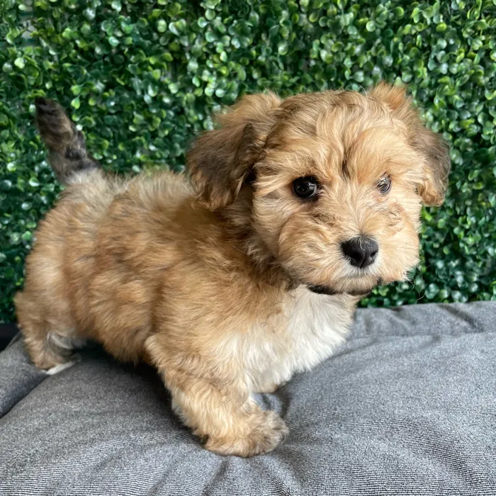 image_cropper_3516313A-F679-4E2D-B993-A1649DF2B7EB-2420-000001B1F9D72CC6.jpg image