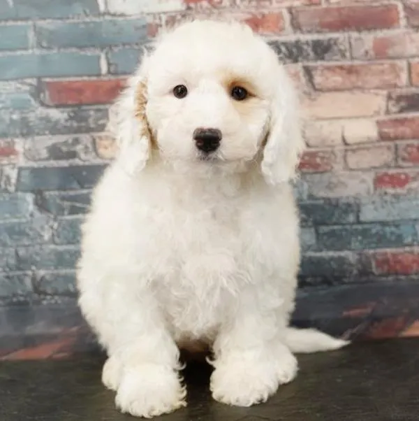 28436209fe4a7b5-e72b-468e-bbab-d31b74008e7fAirBrush_20260217125628.jpg image