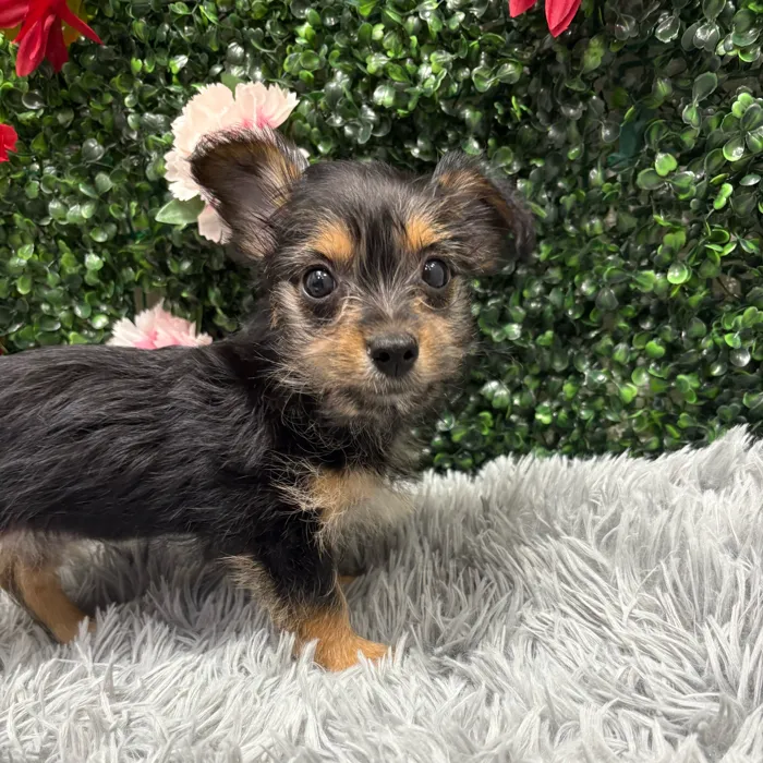 Chorkie image