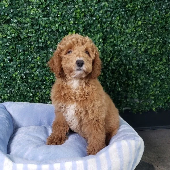 Goldendoodle (F1B) image