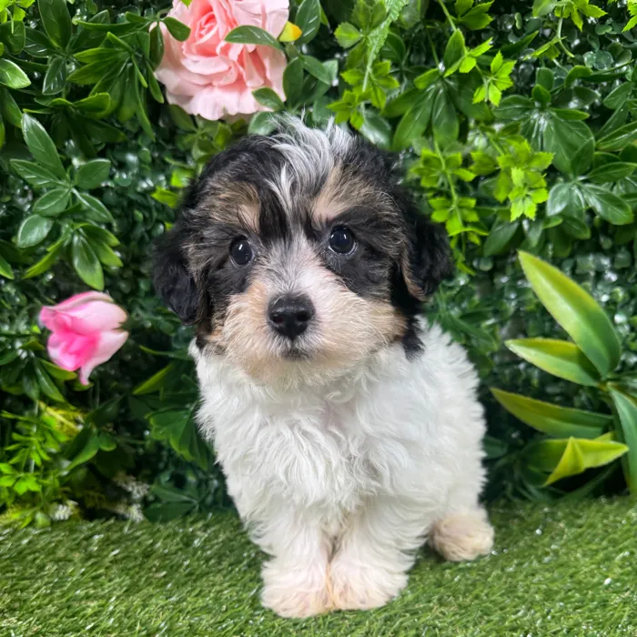 Male Yorkie-Poo puppy named Romeo for sale at Puppy Dreams - Missouri City.