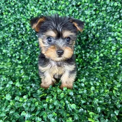 car_main_img_/media/ap_media/pets/ADNGCAPMRIDC136887.webp.250x250_q85.webp