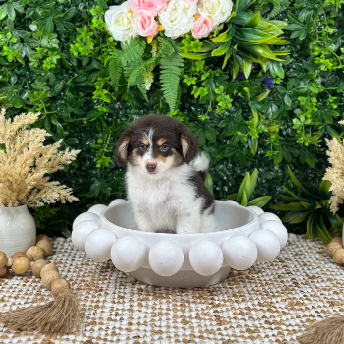 Female Damaranian puppy named Winnie for sale at Puppy Dreams - Katy.