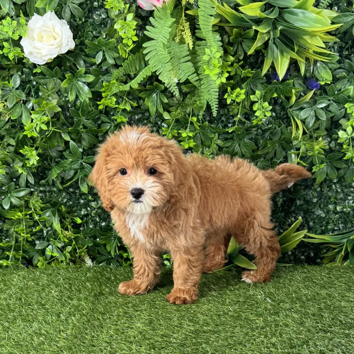 Male Cavapoo puppy named Michael for sale at Puppy Dreams - Katy.