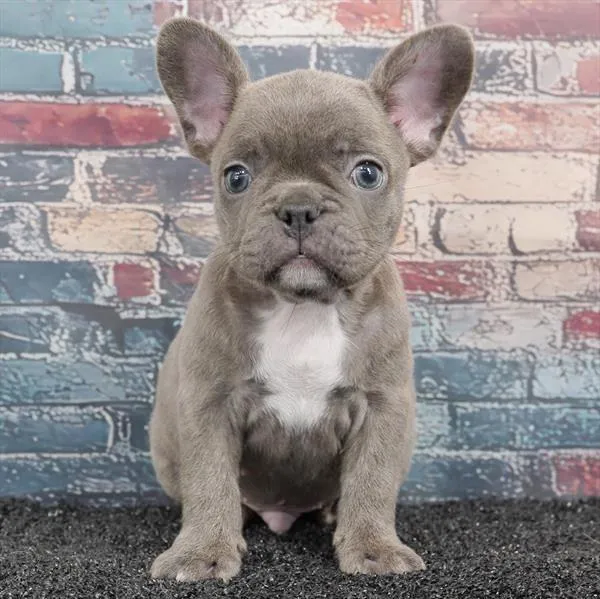 Male French Bulldog puppy for sale at Puppy Dreams - Missouri City.