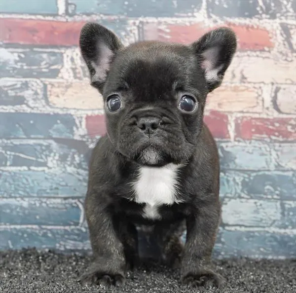 Male French Bulldog puppy for sale at Puppy Dreams - Missouri City.