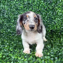 car_main_img_/media/ap_media/pets/AJXRJBHCXUPI135878.webp.250x250_q85.webp