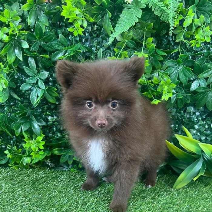 Female Pomeranian puppy named Tracy for sale at Puppy Dreams - Katy.