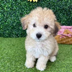 Male Bichon-Poodle puppy named Beau for sale at Puppy Dreams - Missouri City.