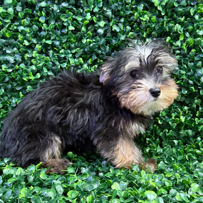 Male Yorkie puppy named Cheerio for sale at Puppy Dreams - Missouri City.