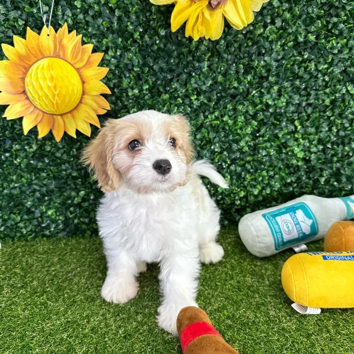 Male Cavachon puppy named Tommy for sale at Puppy Dreams - Missouri City.