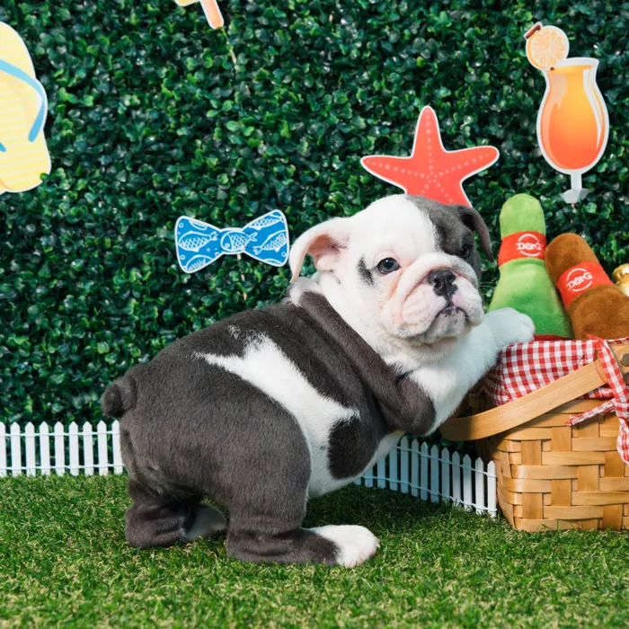 Female English Bulldog puppy named Shadow for sale at Puppy Dreams - Missouri City.