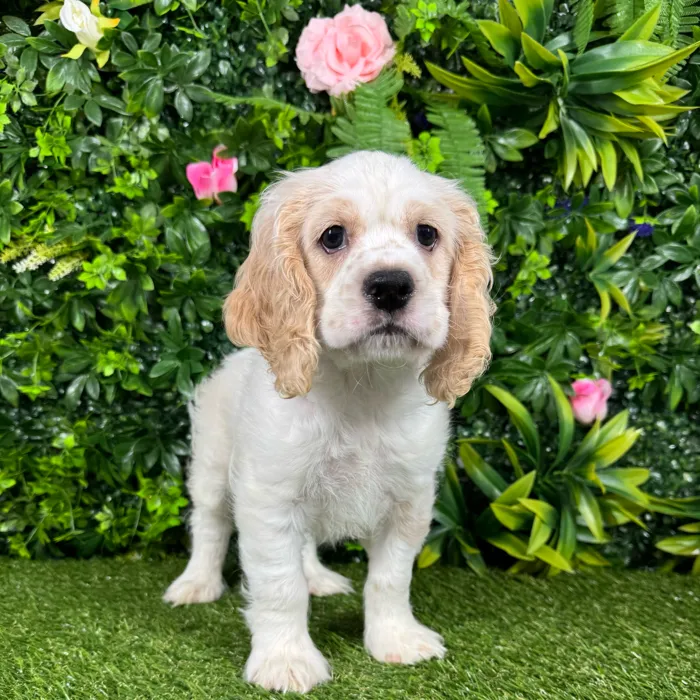 Male Cocker Spaniel puppy named Buffy for sale at Puppy Dreams - Katy.