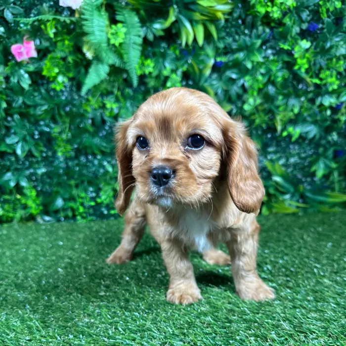 Male Cavalier King Charles Spaniel puppy named Leo for sale at Puppy Dreams - Katy.