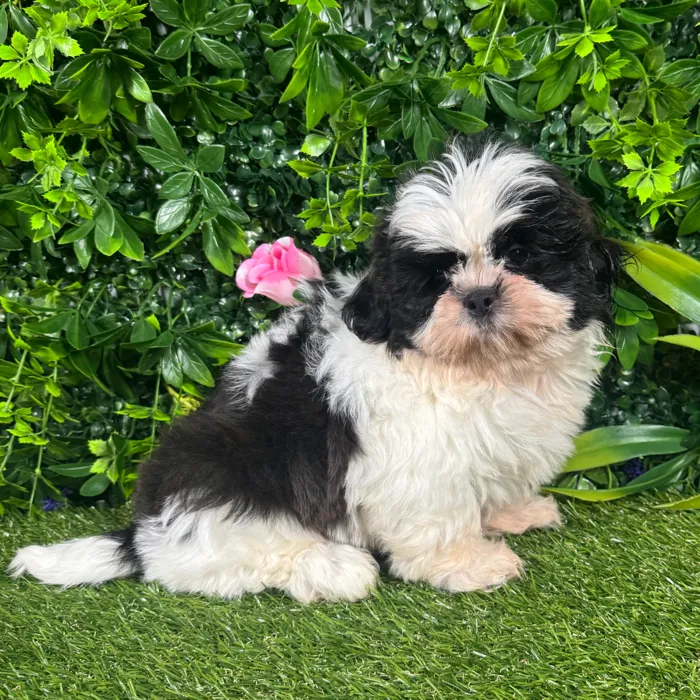 Male Shih Tzu puppy named Chester for sale at Puppy Dreams - Katy.