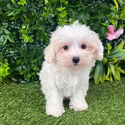 Female Maltipoo puppy named Rosie for sale at Puppy Dreams - Katy.