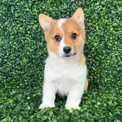 car_main_img_/media/ap_media/pets/AUCBMFLUDLOH390509.webp.250x250_q85.webp