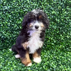 Male Aussie-Poo puppy named Nacho for sale at Puppy Dreams - Missouri City.
