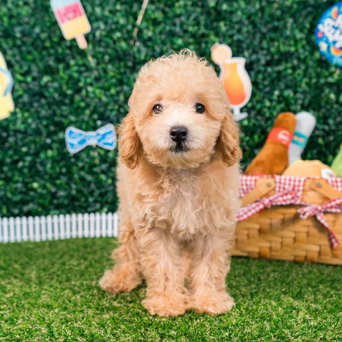 Male Mini Poodle puppy named Lando for sale at Puppy Dreams - Missouri City.