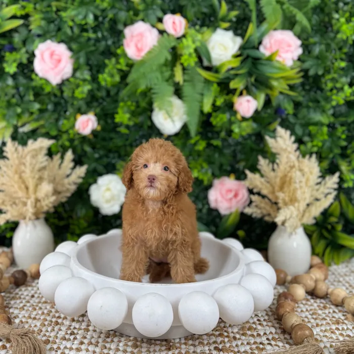 Female Mini Poodle puppy named Nana for sale at Puppy Dreams - Katy.