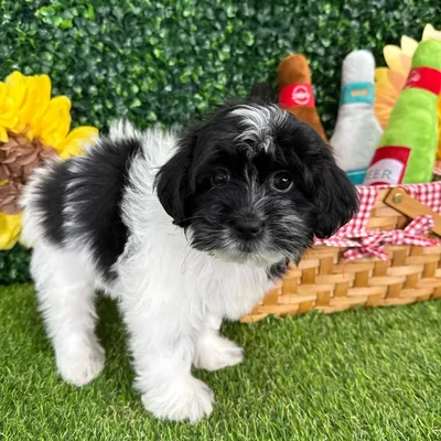 Female Shipoo puppy named Miso for sale at Puppy Dreams - Missouri City.