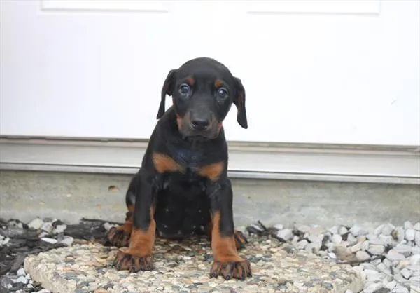 Female Doberman Pinscher puppy for sale at Puppy Dreams - Missouri City.