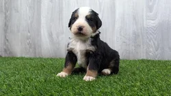 Male Bernese Mountain Dog puppy named Buster for sale at Puppy Dreams - Missouri City.