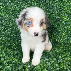 car_main_img_/media/ap_media/pets/BEMMIMRSDFVF390720.webp.250x250_q85.webp