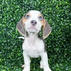 car_main_img_/media/ap_media/pets/BFABFMPVMDZU135870.webp.250x250_q85.webp
