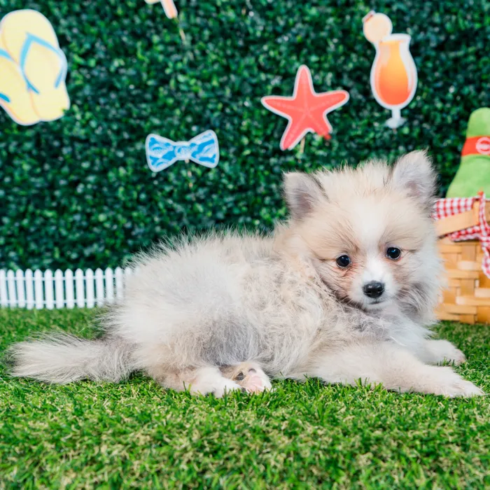 Female Pomeranian puppy named Pixie for sale at Puppy Dreams - Missouri City.