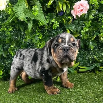 Male English Bulldog puppy named Calloway for sale at Puppy Dreams - Katy.