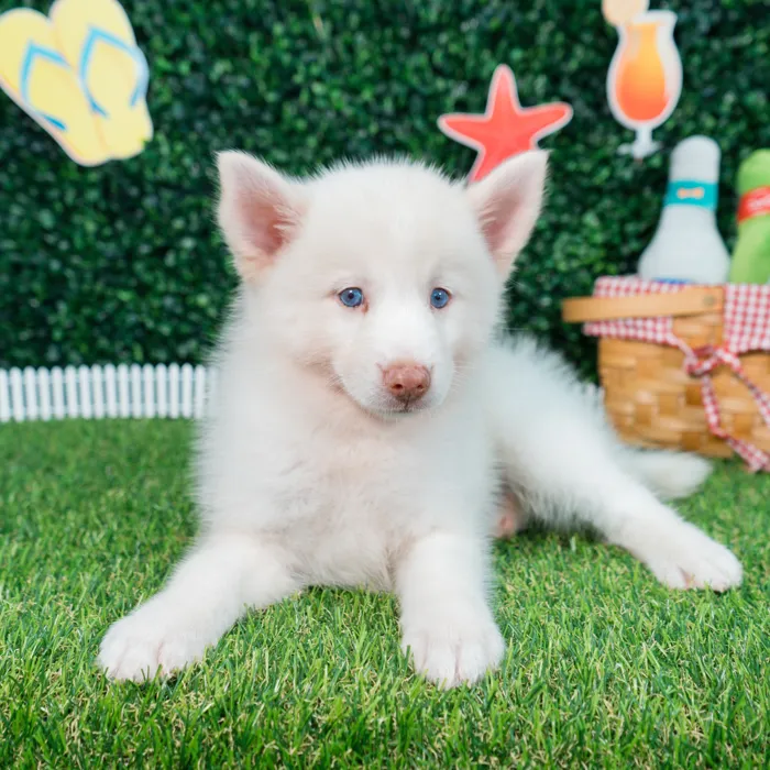Male Pomsky puppy named Everest for sale at Puppy Dreams - Missouri City.