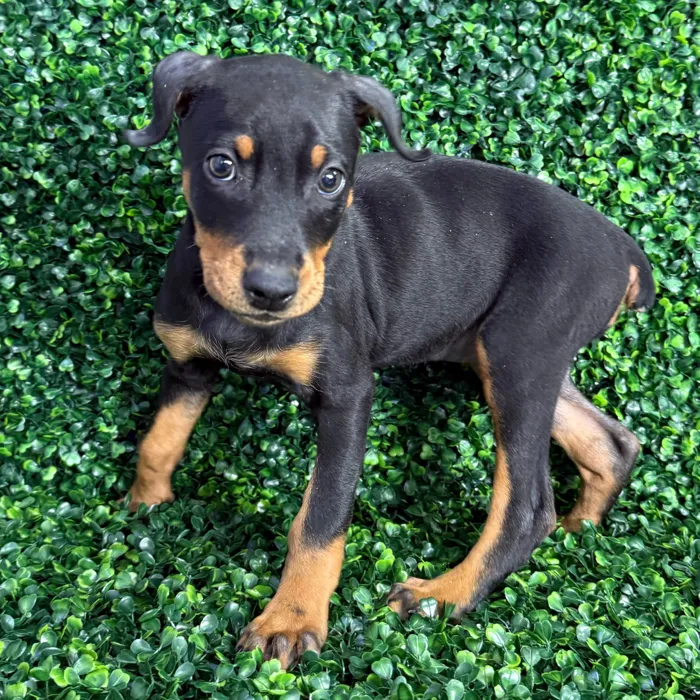 Female Doberman Pinscher puppy named Dobby for sale at Puppy Dreams - Missouri City.